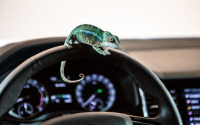 Jak bezpiecznie podróżować ze zwierzętami?